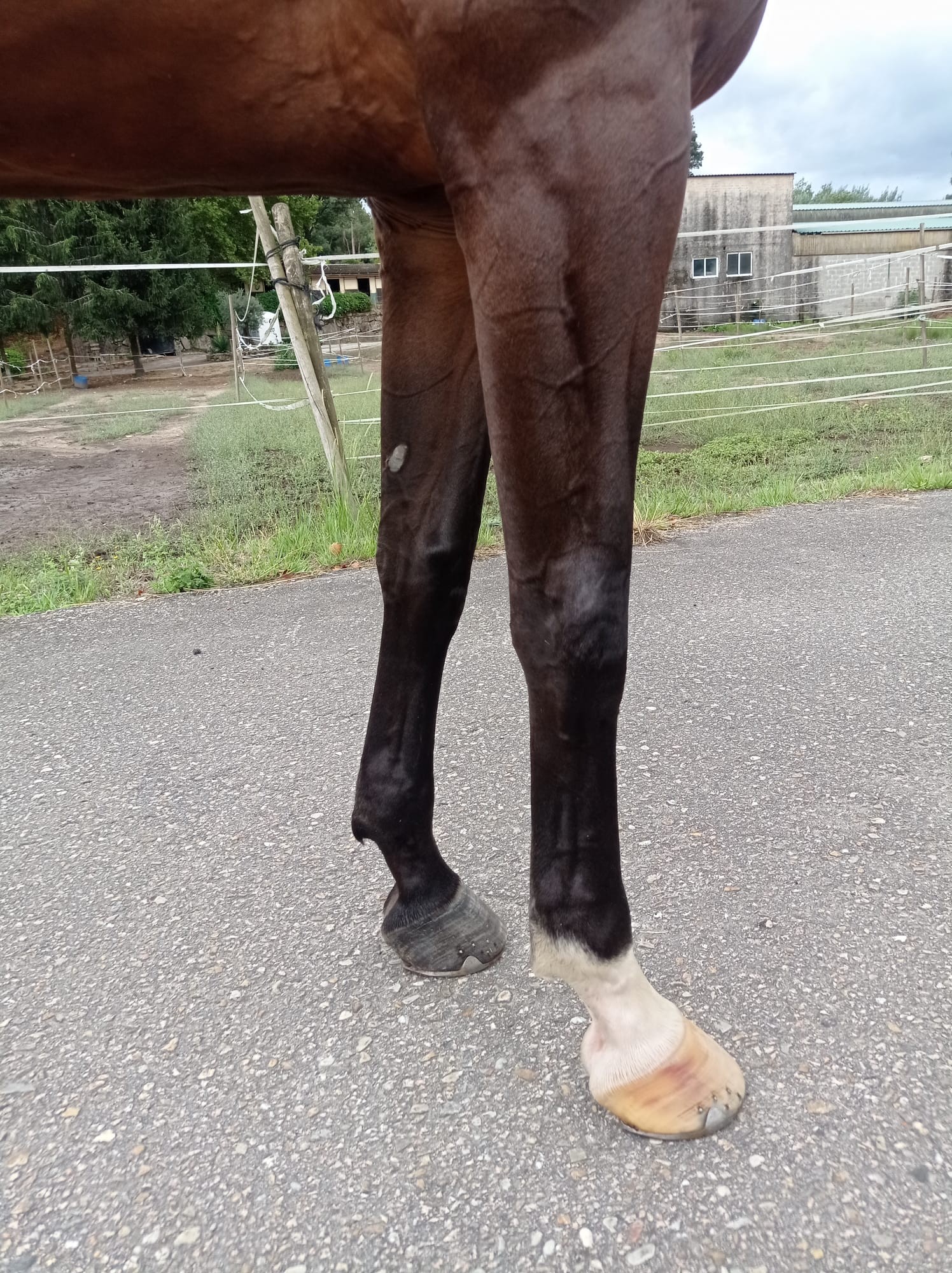 horse